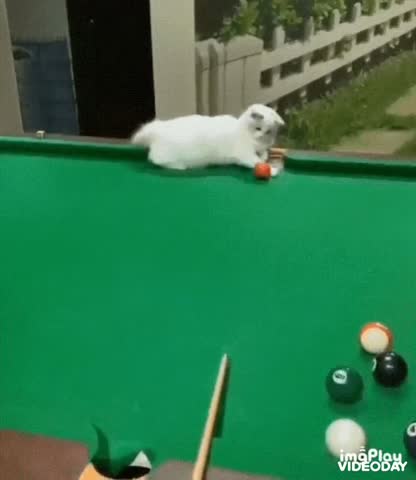 Cute Cat Gif! 🥰💗🐈