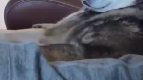 Angry dog attacked on me #trending #shorts