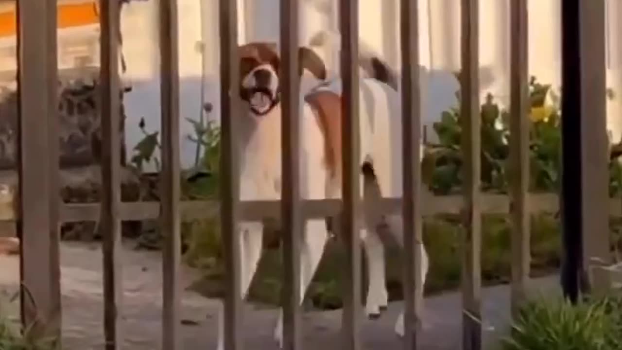 Dancing Greeting Dog