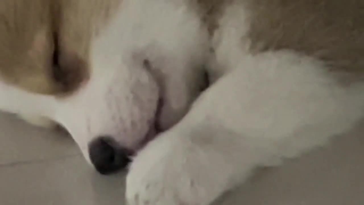 The sleeping dog looks so cute