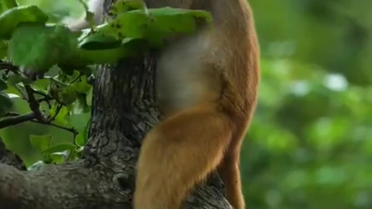 Monkey Video - Animal Entertainment Video