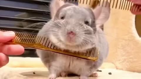 Pets enjoying life
