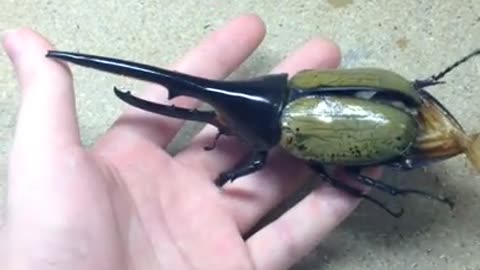 Largest beetle in the world - #107