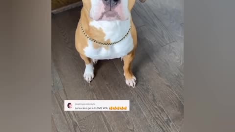 My_Dog_Speaks_Perfect_ENGLISH. Viral video world