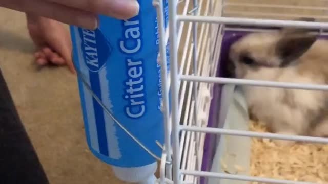 carrot for bunny