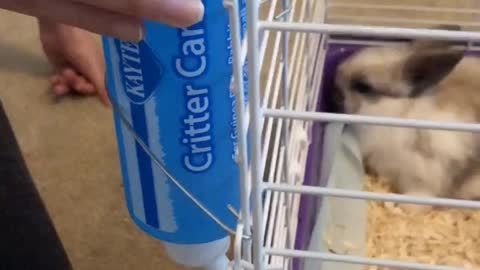 carrot for bunny