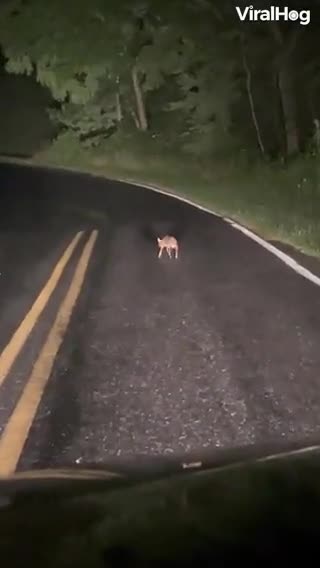 mama deer help her newborn struggling to cross the road
