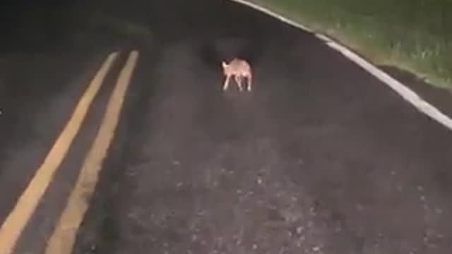 mama deer help her newborn struggling to cross the road