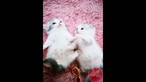 CUTE funny cat |Real|#short