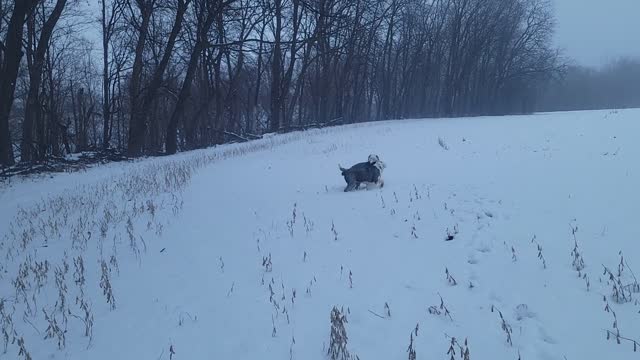 Bentley and Cooper run in the snow