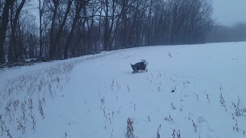 Bentley and Cooper run in the snow