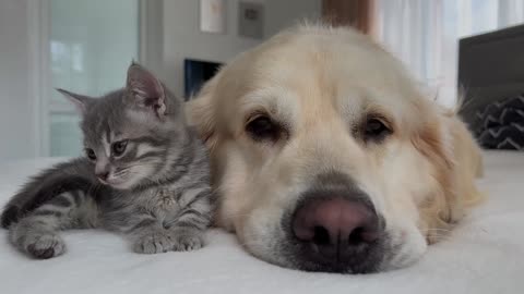 Golden Retriever Meets New Born Kitten 😀😀😀....!!