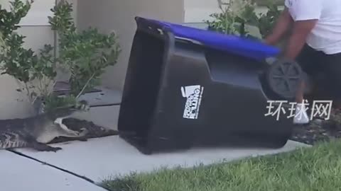 Trash can catches crocodile