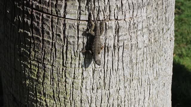 A lizard on a tree.