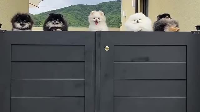 These cute dogs trying to be spy pets 007