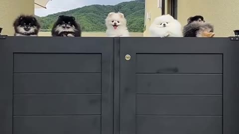 These cute dogs trying to be spy pets 007