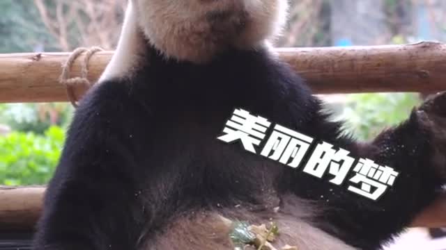 The giant panda eats and eats