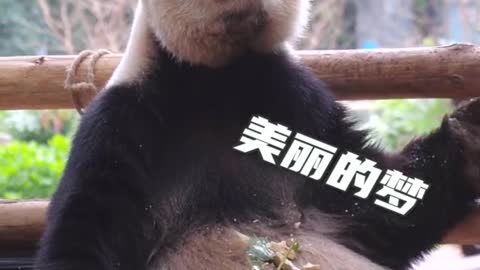 The giant panda eats and eats