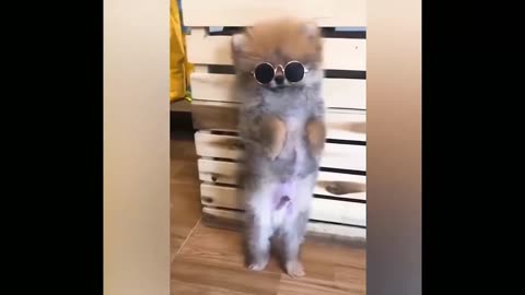 cute pet video collection