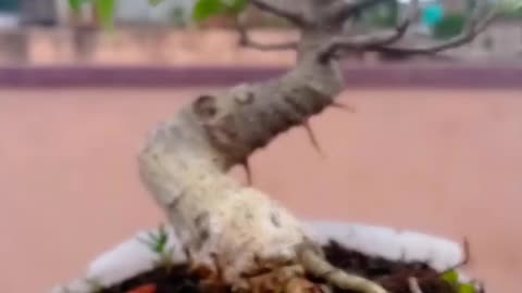 Ficus Rumphii Bonsai