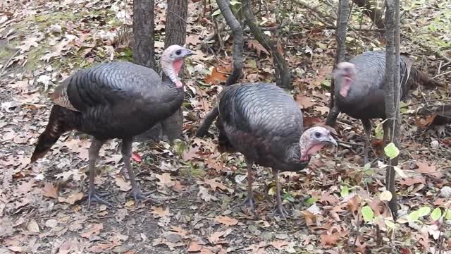 Feeding the new generation of Turkeys at Mud Lake, Ottawa, Canada