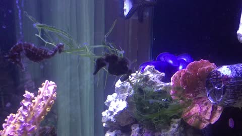 Seahorses Dancing in WooFDriver's Aquarium