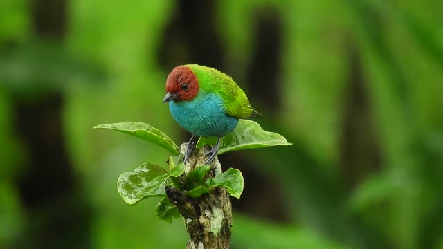 Learn about the most expensive Amazon parrot species