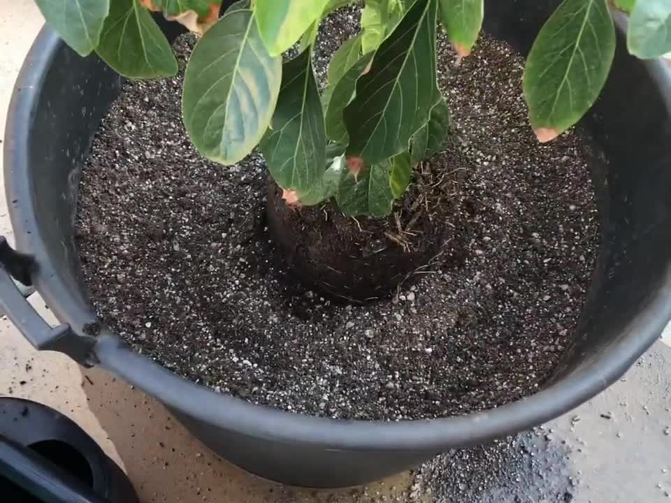 Planting a Sharwill avocado tree in a 40 gallon container for the long term