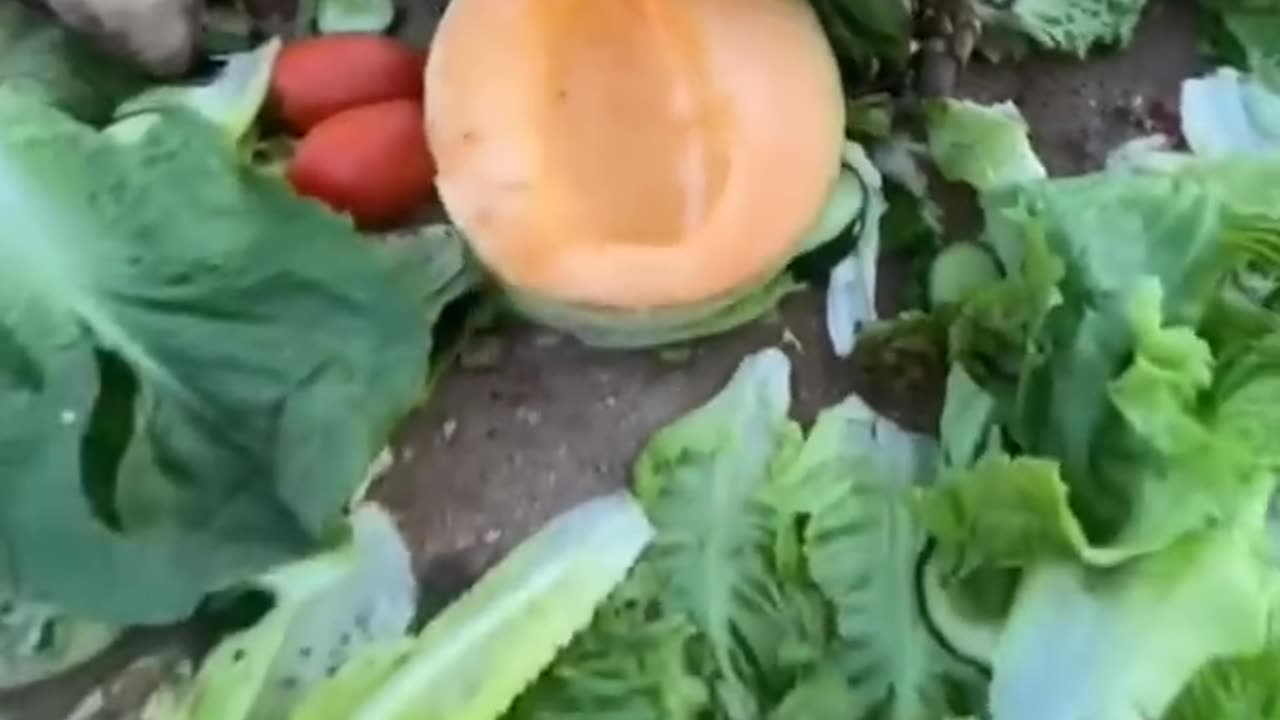 Eating food tortoise