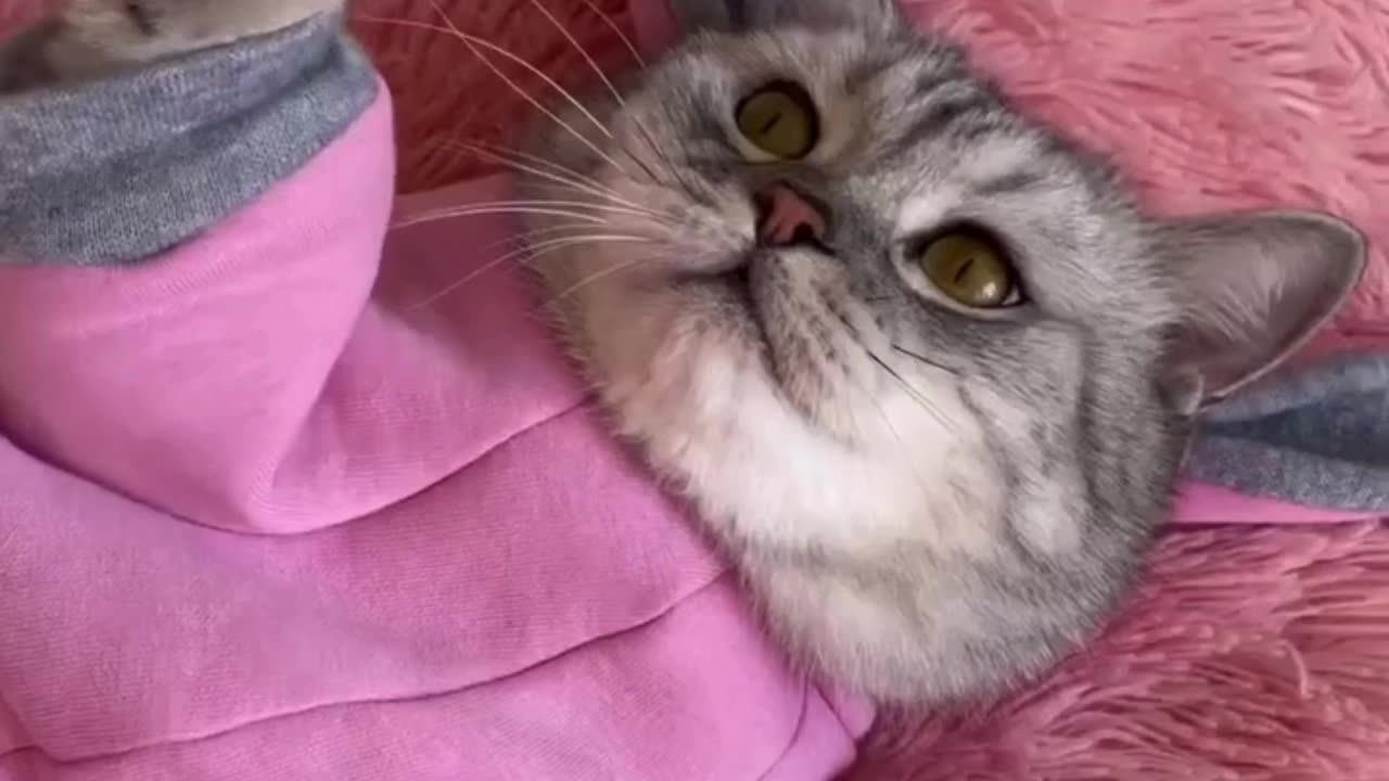 Cute And Funny Cats 😍😍😅😅 #viral #shorts #reels #cat #cats #pets #catsshare