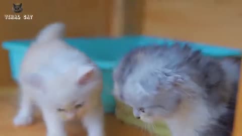 CAT VIDEO FUNNY 😁