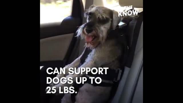 The Seat Belt For Dogs