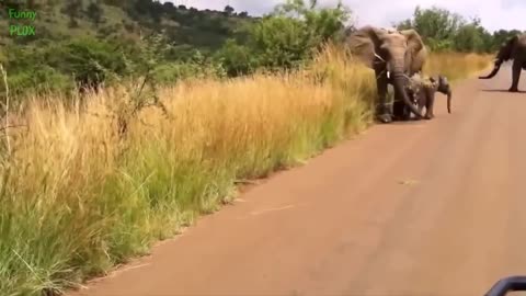 Most Funny and Cute Baby Elephant Videos Compilation