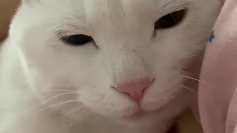 Cute cat 🐈 trending video