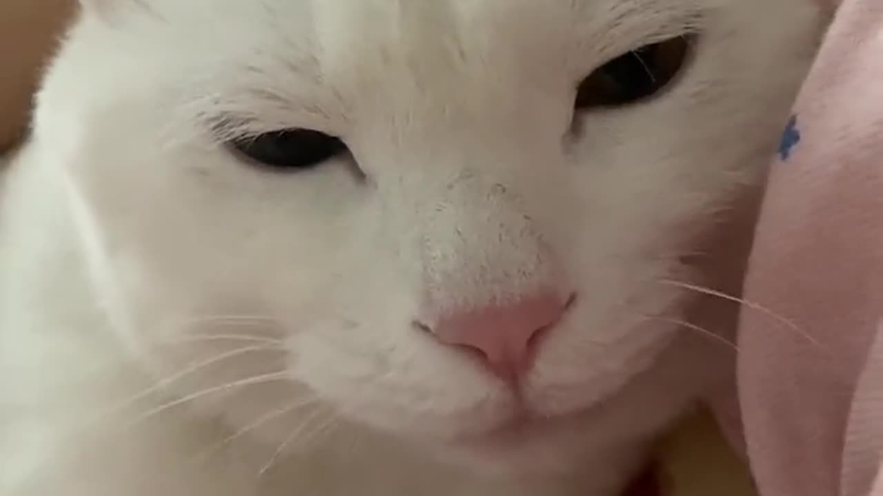 Cute cat 🐈 trending video