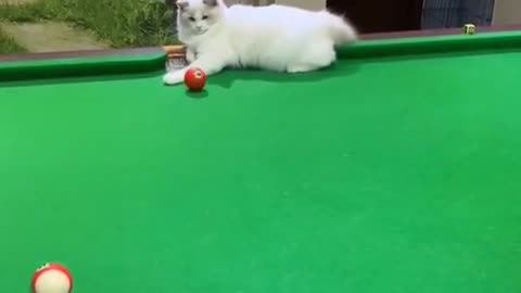 do u think he won#foryou #pet #lovely #cat #animal #interesting #funny #billiards