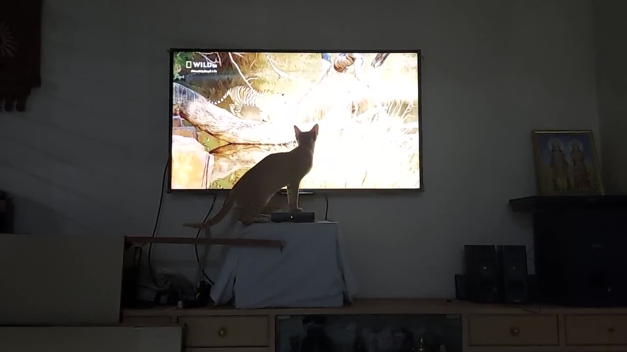 Cat watching TV