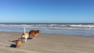 Tag-You're-It on Mustang Island, Texas