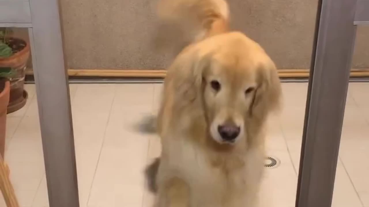 the dog thinks the door is closed