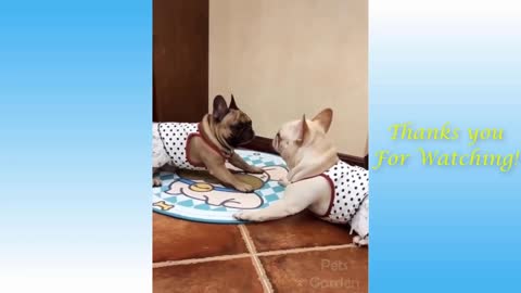 Funniest dogs and cats compilation 🐶🐱🤣🤣🤣🤣