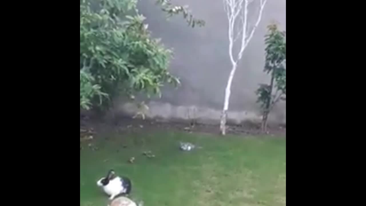 My Cute kitty is playing with baby rabbits at my home lawn