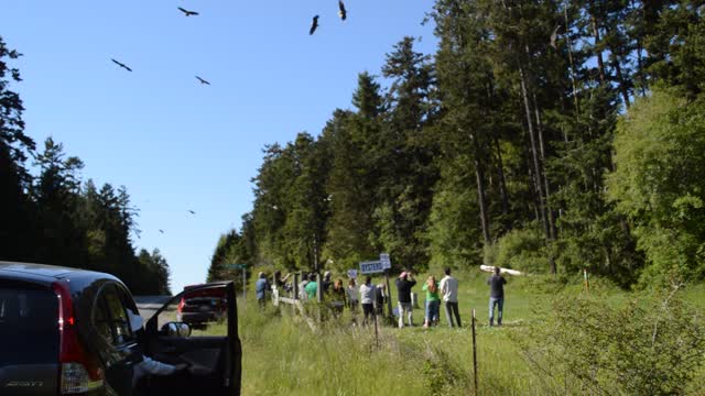 Bald Eagle feeding frenzy