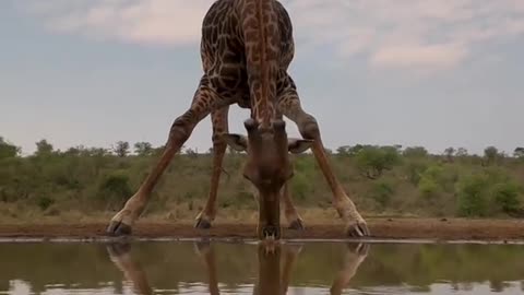 Giraffes drink water by the river