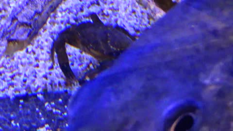 Crab and Fish