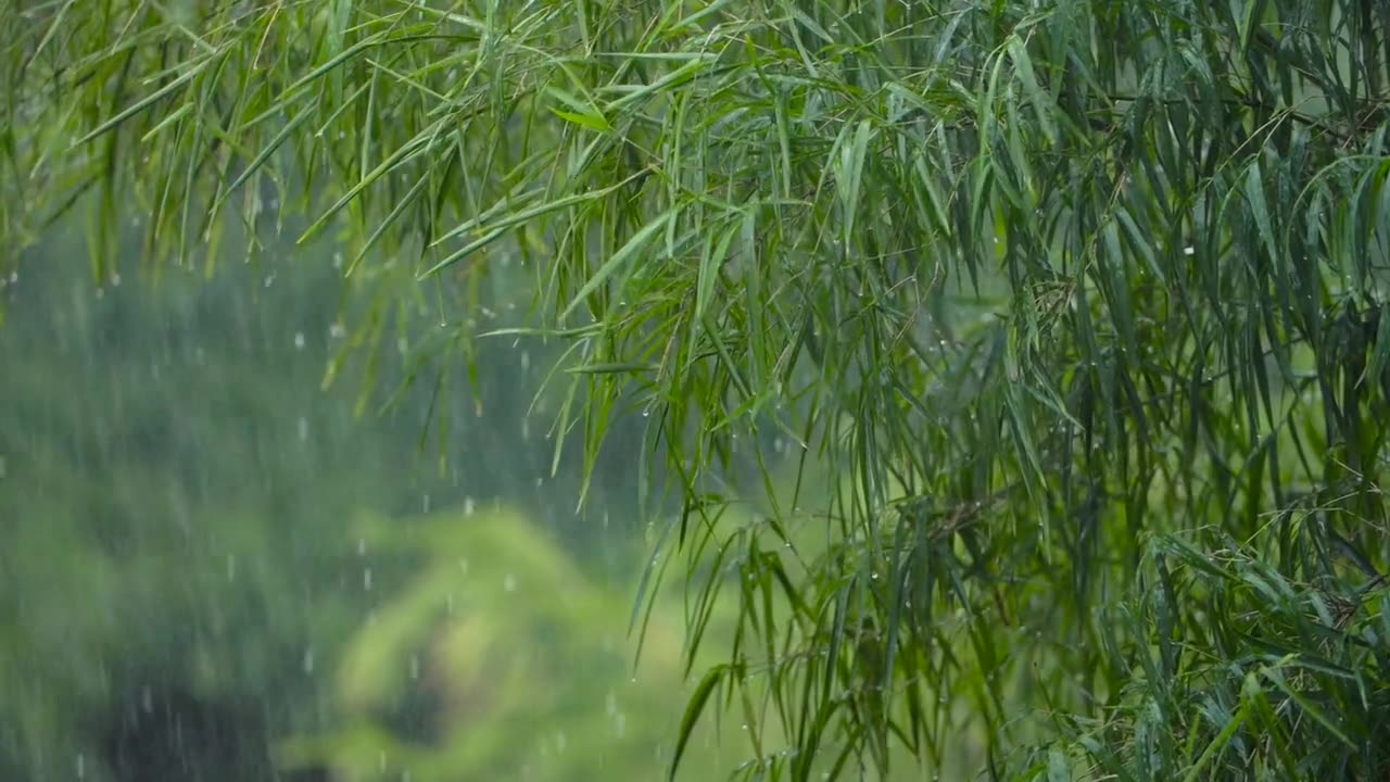 Rain Footage