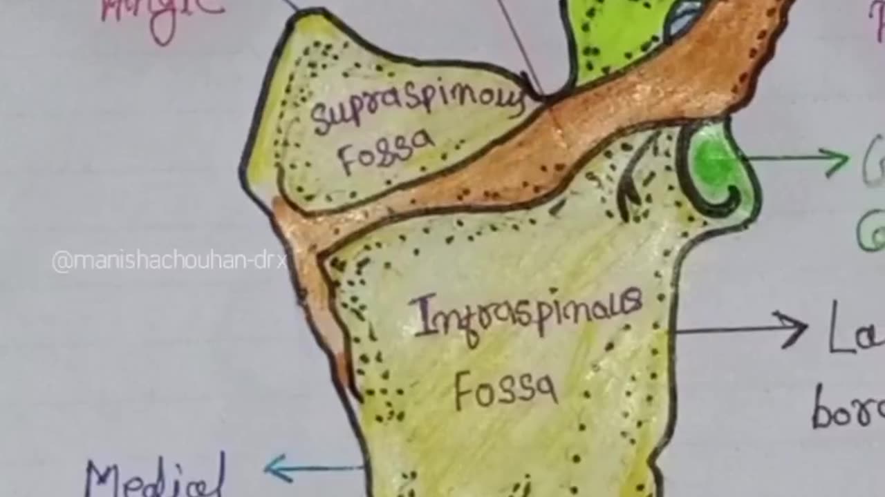 Diagram Of Scapula Bone