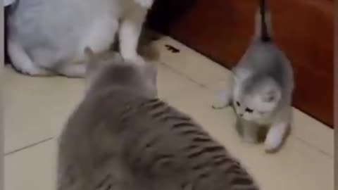 Mom's Fight 😂 || Cat Funny Video