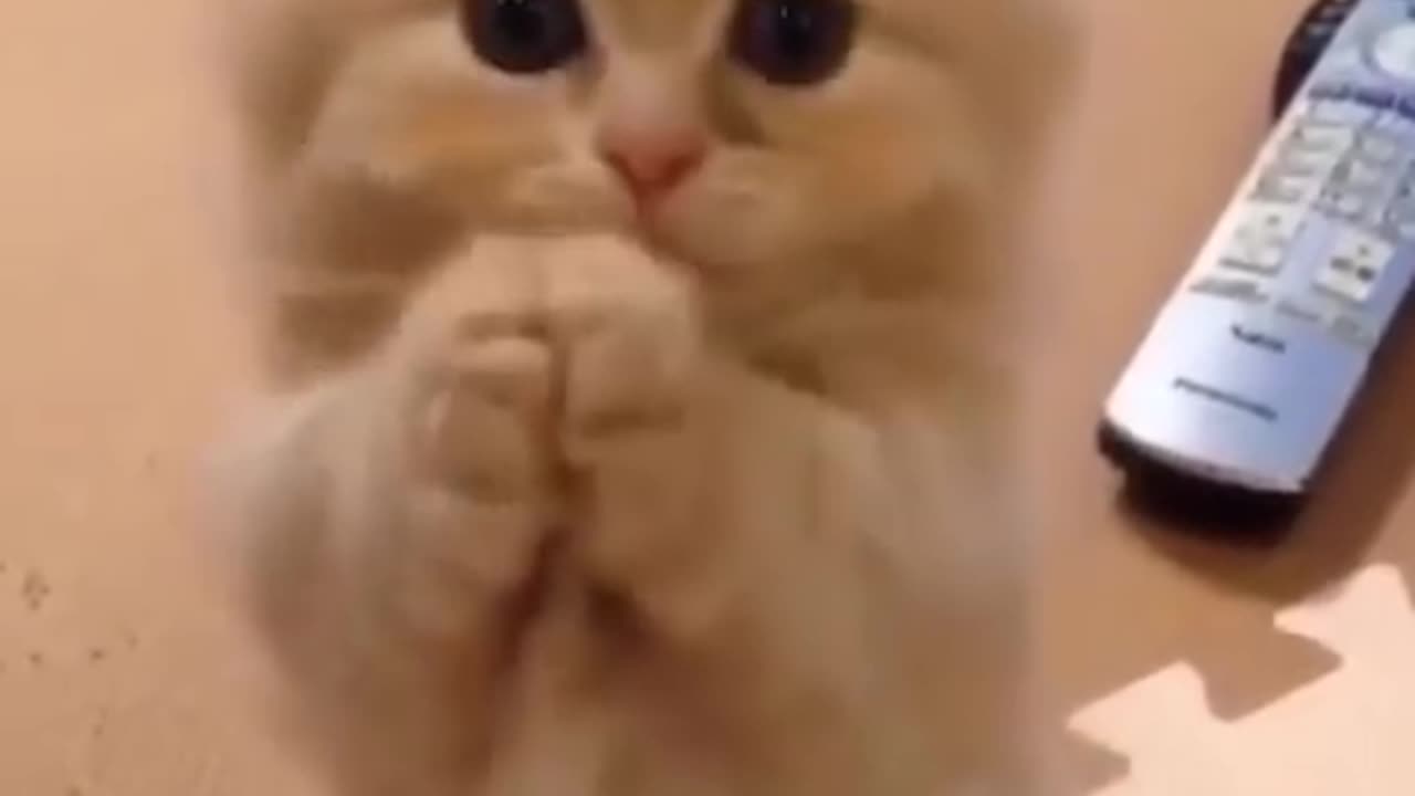 Cat Funny Video