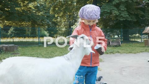 Child Feeds A Goat. Little Girl With Goat. The Joy Of The Adorable Baby Anim