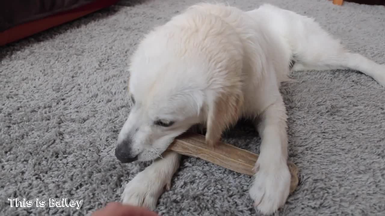 Funny Puppy Bailey Protects Bone! Funny Golden Retriever Dog